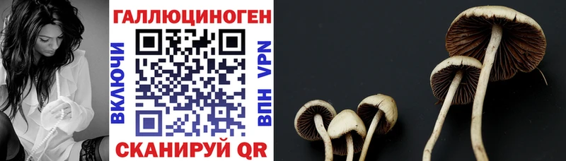 Галлюциногенные грибы GOLDEN TEACHER  Кубинка 